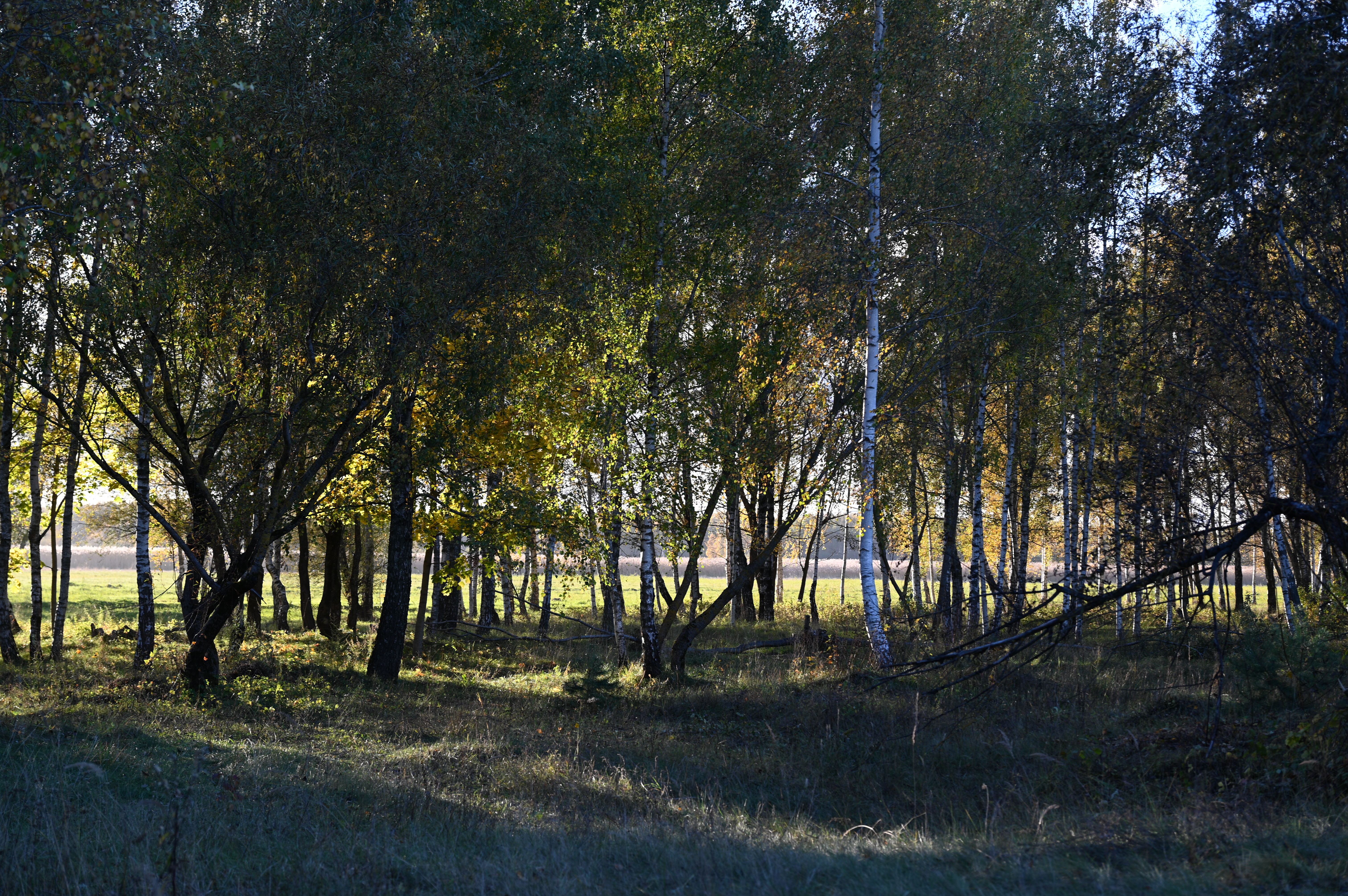 2025/10/18 - walk/DSC_0139.JPG